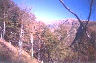 marona01.JPG (15435 byte)