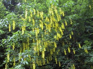 pedum 2002