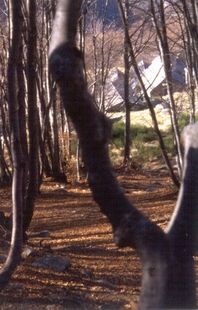 sassar03.JPG (71305 byte)